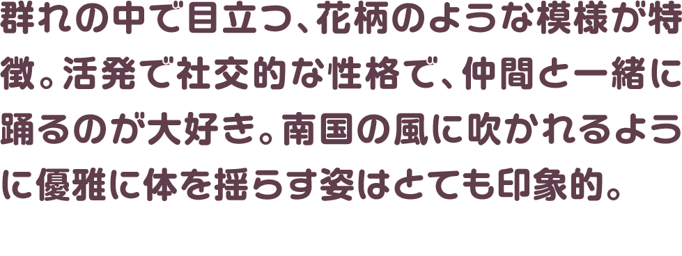 群れの中で目立つ、花柄のような模様が特徴。活発で社交的な性格で、仲間と一緒に踊るのが大好き。南国の風に吹かれるように優雅に体を揺らす姿はとても印象的。