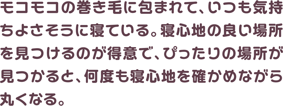 モコモコの巻き毛に包まれて、いつも気持ちよさそうに寝ている。寝心地の良い場所を見つけるのが得意で、ぴったりの場所が見つかると、何度も寝心地を確かめながら丸くなる。