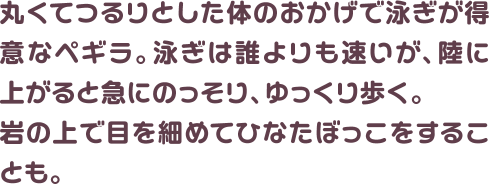 丸くてつるりとした体のおかげで泳ぎが得意なぺギラ。泳ぎは誰よりも速いが、陸に上がると急にのっそり、ゆっくり歩く。岩の上で目を細めてひなたぼっこをすることも。